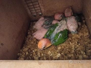 Caicchi testa gialla e testa nera