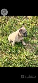 Bulldog francese
