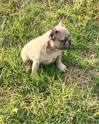 Bulldog francese