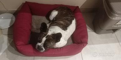 Bulldog francese dopo
