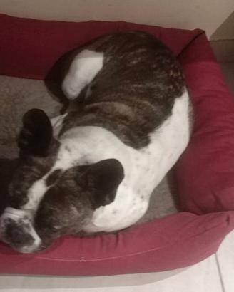 Bulldog francese dopo