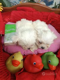 Molto Molto Piccoli Cuccioli Maltesini Toy