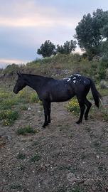 Cavalla appaloosa