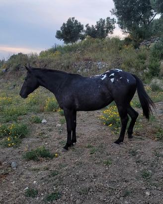 Cavalla appaloosa