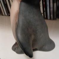 Thun Pinguino