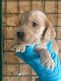 Cocker Spaniel inglese Pedigree Enci