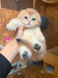 Scottish Fold Golden