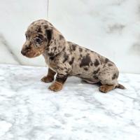 Bassotto con pedigree ENCI