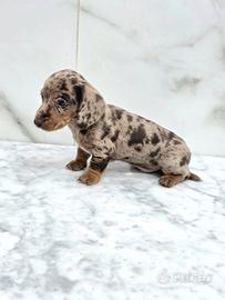 Bassotto con pedigree ENCI