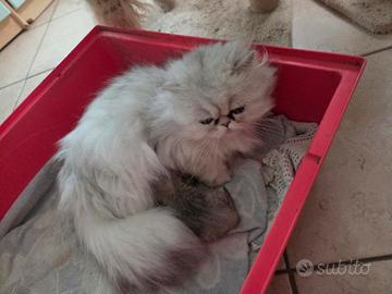 Gattina persiama cincilla