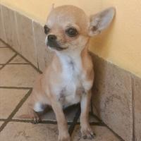 Chihuahua maschio