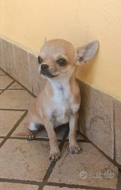 Chihuahua maschio