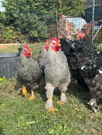 Galli amrock (brahma)