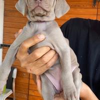 Cuccioli di weimaraner