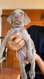Cuccioli di weimaraner