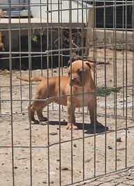 Pitbull UKC F