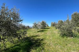 TER. AGRICOLO A ASSISI