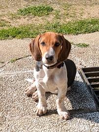 Toto in adozione
