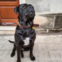 Cane corso per monta