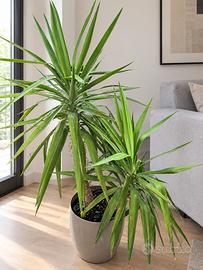 Pianta Yucca per interno vaso con ruote