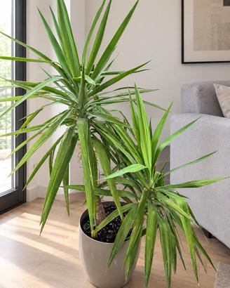 Pianta Yucca per interno vaso con ruote