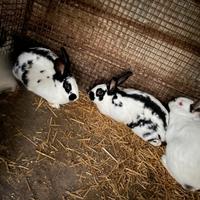Disponibili conigli da riallevo o da carne