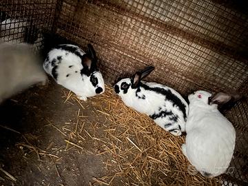 Disponibili conigli da riallevo o da carne