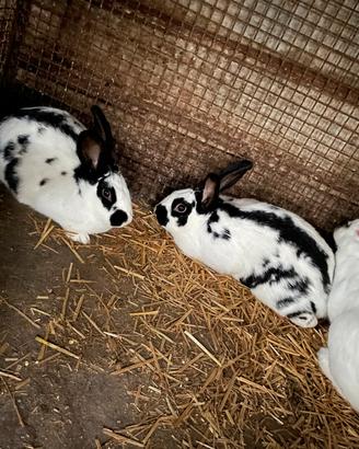 Disponibili conigli da riallevo o da carne