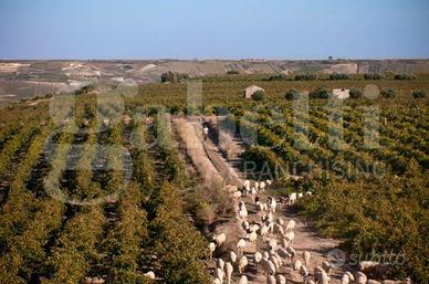 Villa singola Marsala [007/25VRG]