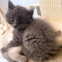 Cucciolo manto blu longhair