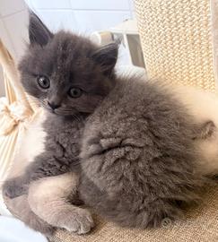 Cucciolo manto blu longhair