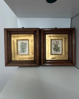 Coppia quadretti botanici - Centenari Milano