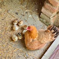 Galli e galline (ora pulcini)