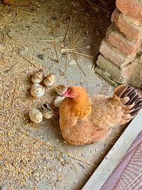 Galli e galline (ora pulcini)