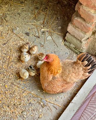 Galli, galline e pulcini