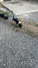 Springer spaniel