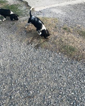 Springer spaniel