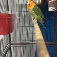 Coppia insipirabille