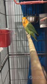 Coppia insipirabille