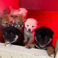 Cuccioli di Shiba inu con pedegree Enci