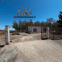 Marina di Pisticci. Pioppeto vicinanze mare