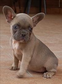 Bulldog francese blu fraw