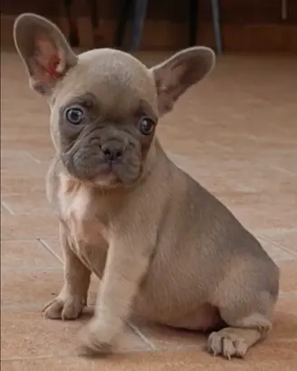 Bulldog francese blu fraw
