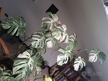 monstera albo