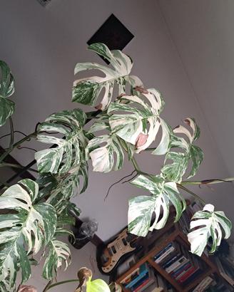 monstera albo