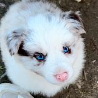 Border collie con pedigree