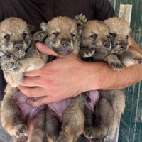Cuccioli cane lupo cecoslovacco