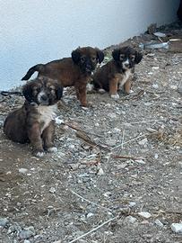Cuccioli di meticcio