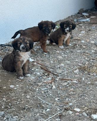 Cuccioli di meticcio