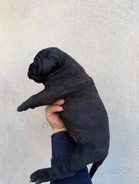 Cuccioli cane corso